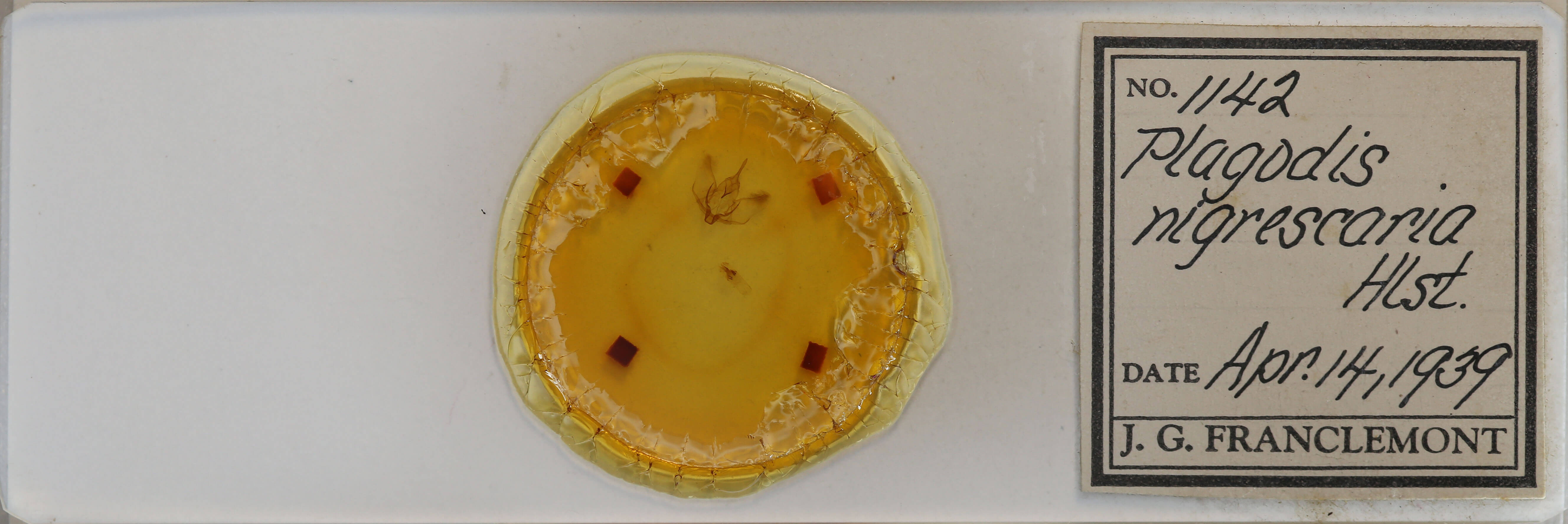 slide view of adult Plagodis kuetzingi