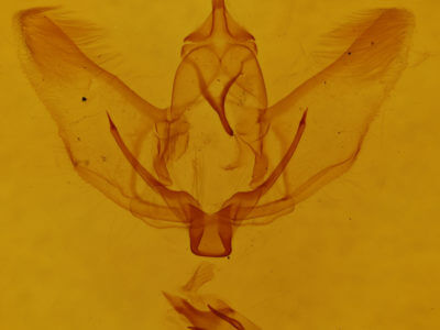 genitalia view of adult Plagodis phlogosaria purpuraria