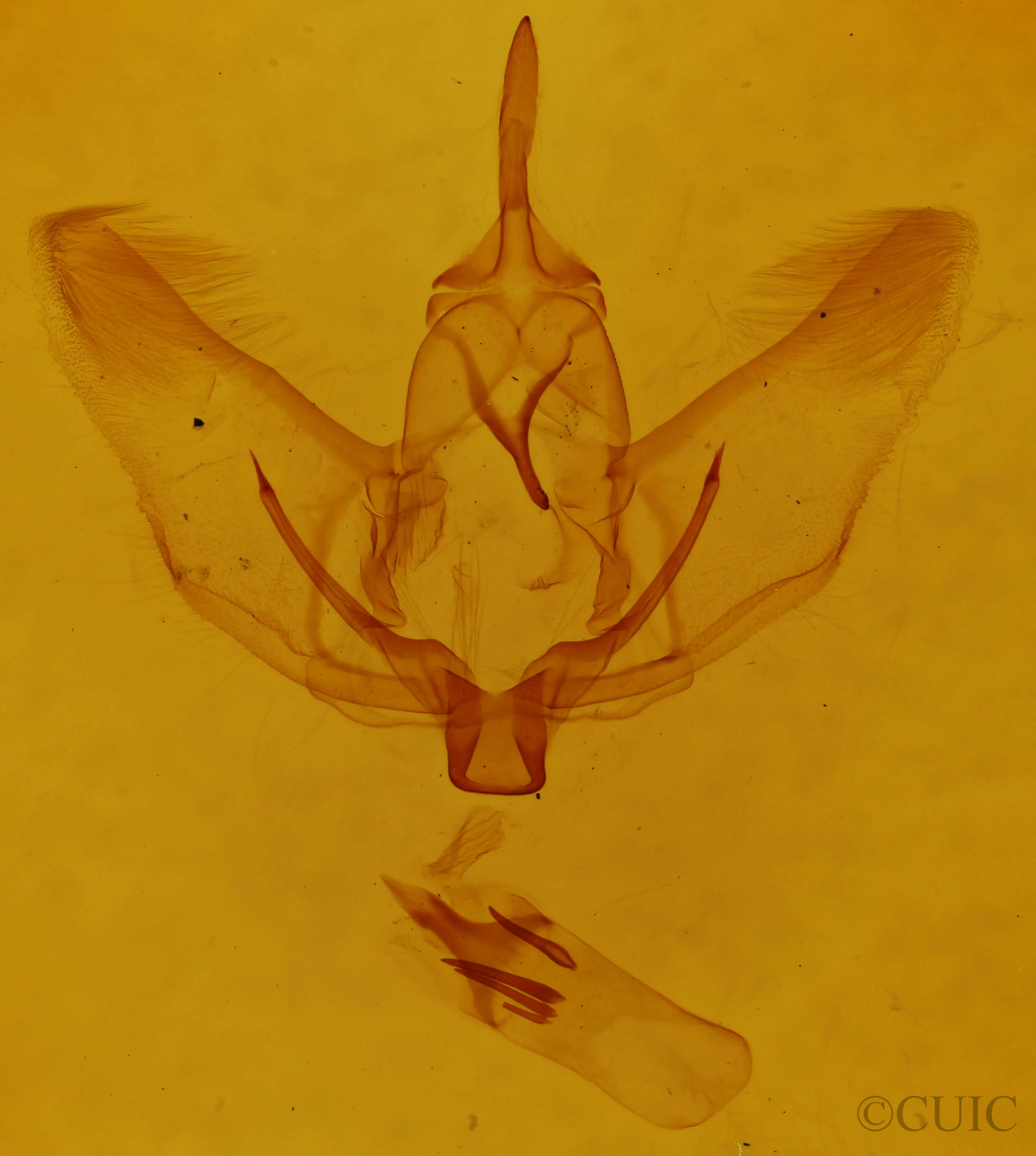 genitalia view of adult Plagodis phlogosaria purpuraria