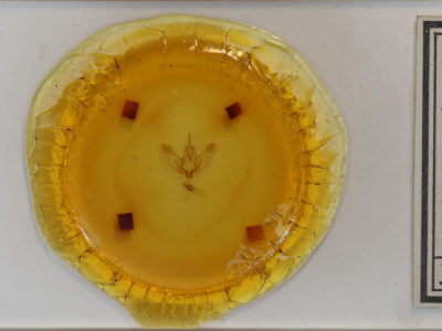 slide view of adult Plagodis phlogosaria purpuraria