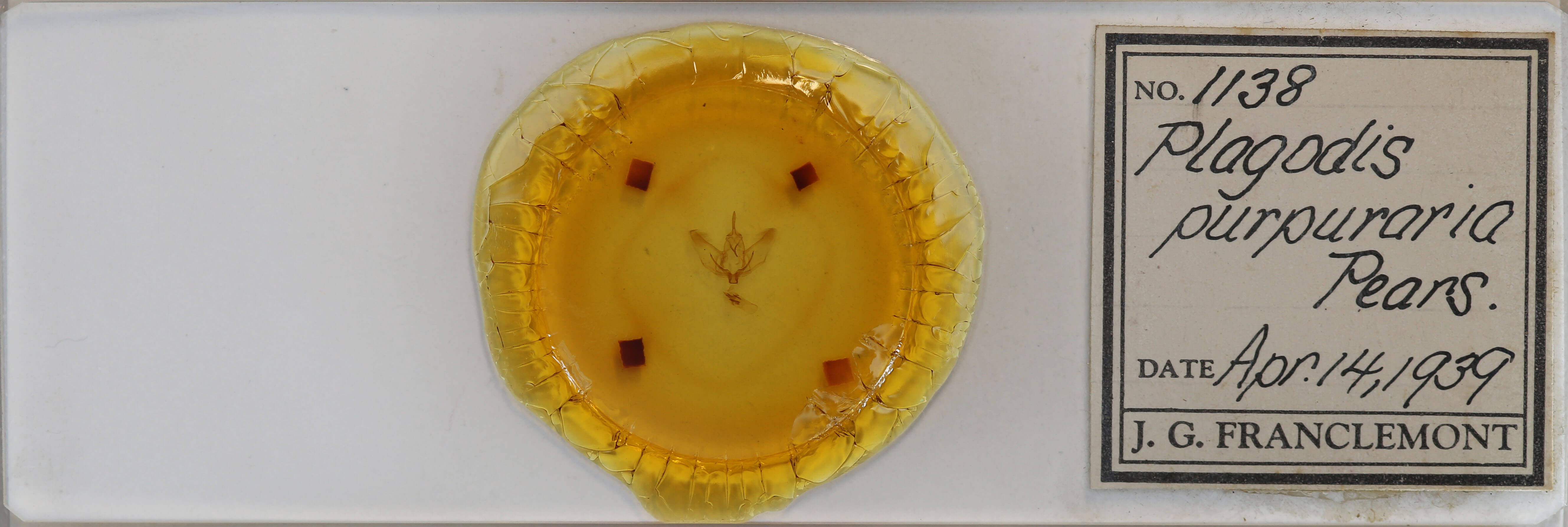 slide view of adult Plagodis phlogosaria purpuraria