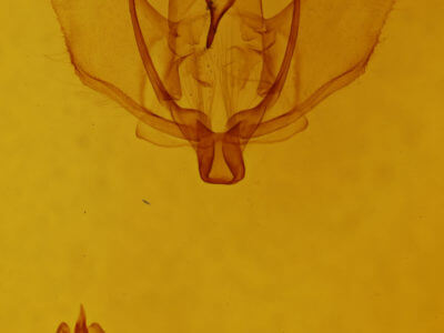 genitalia view of adult Plagodis phlogosaria purpuraria