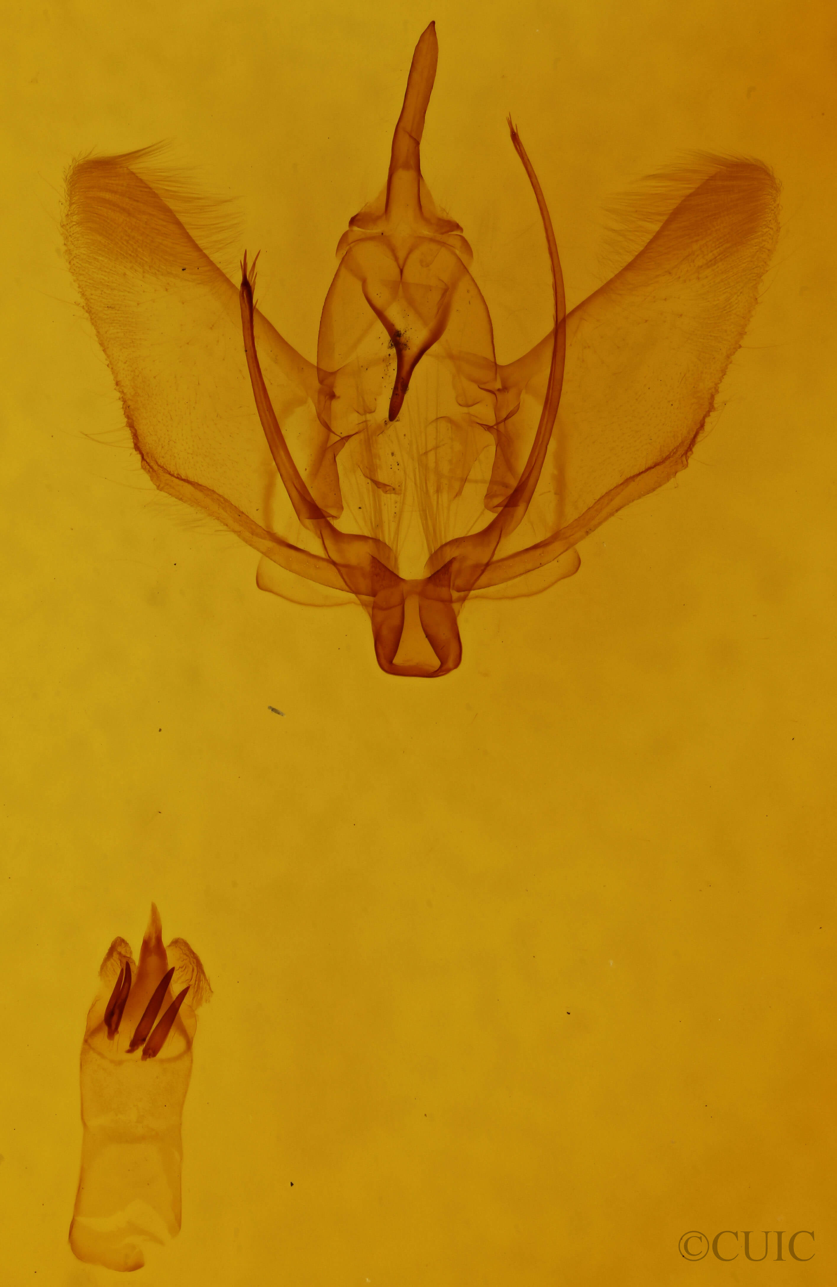 genitalia view of adult Plagodis phlogosaria purpuraria