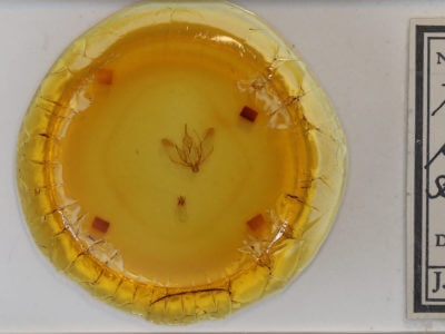 slide view of adult Plagodis phlogosaria purpuraria