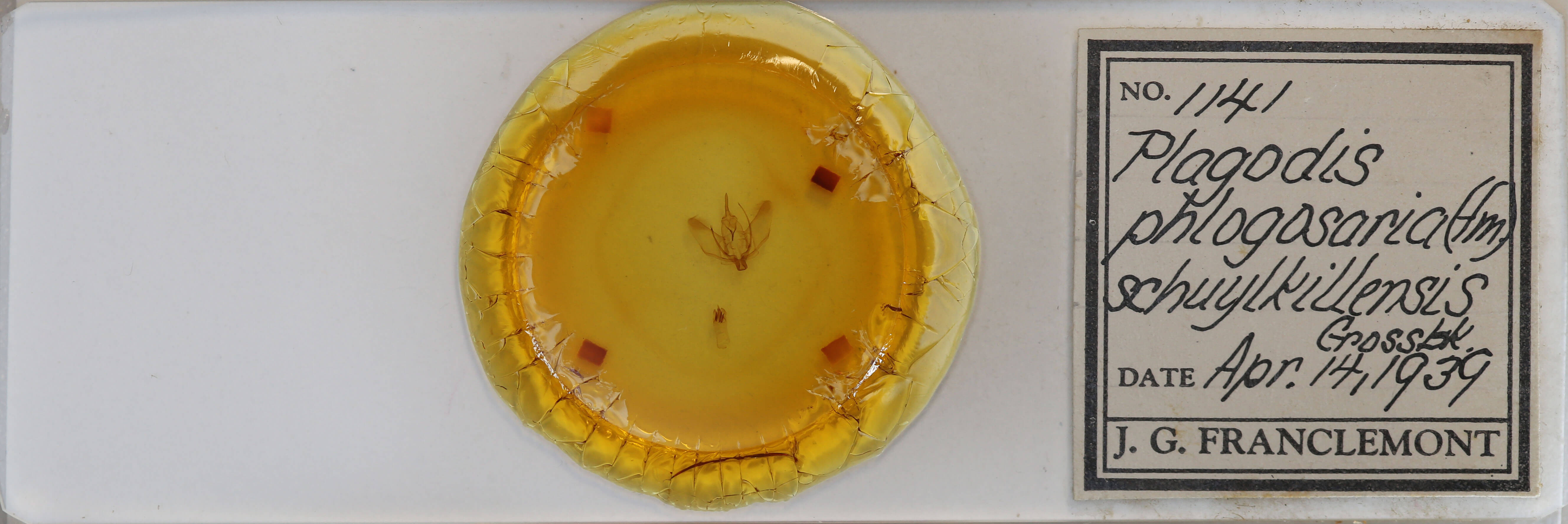 slide view of adult Plagodis phlogosaria purpuraria