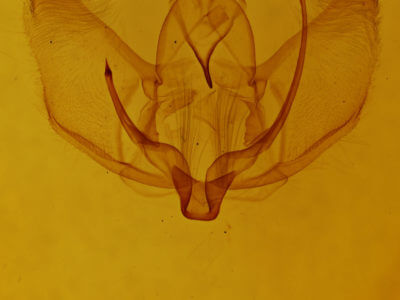 genitalia view of adult Plagodis serinaria