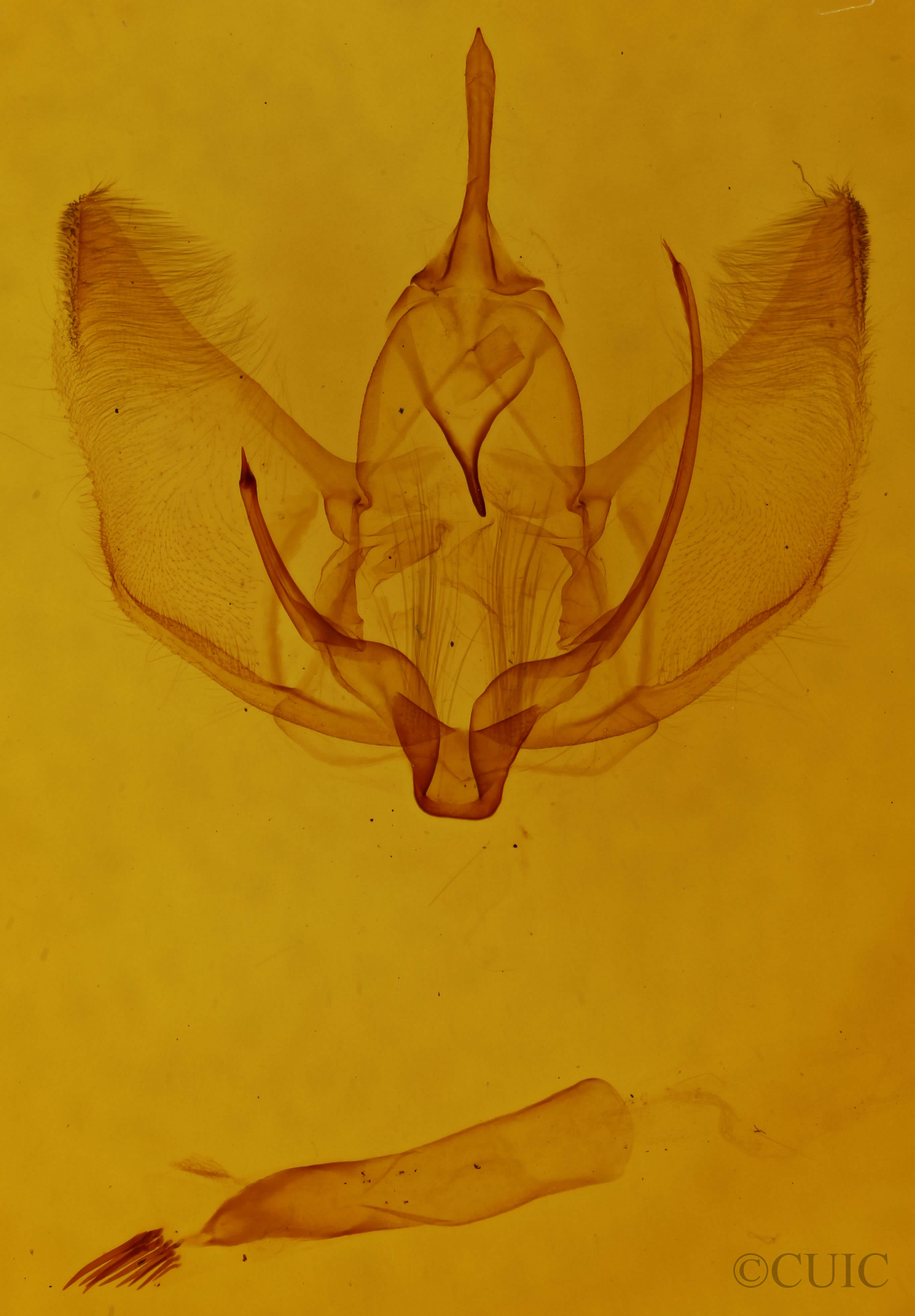 genitalia view of adult Plagodis serinaria