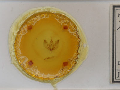 slide view of adult Plagodis serinaria