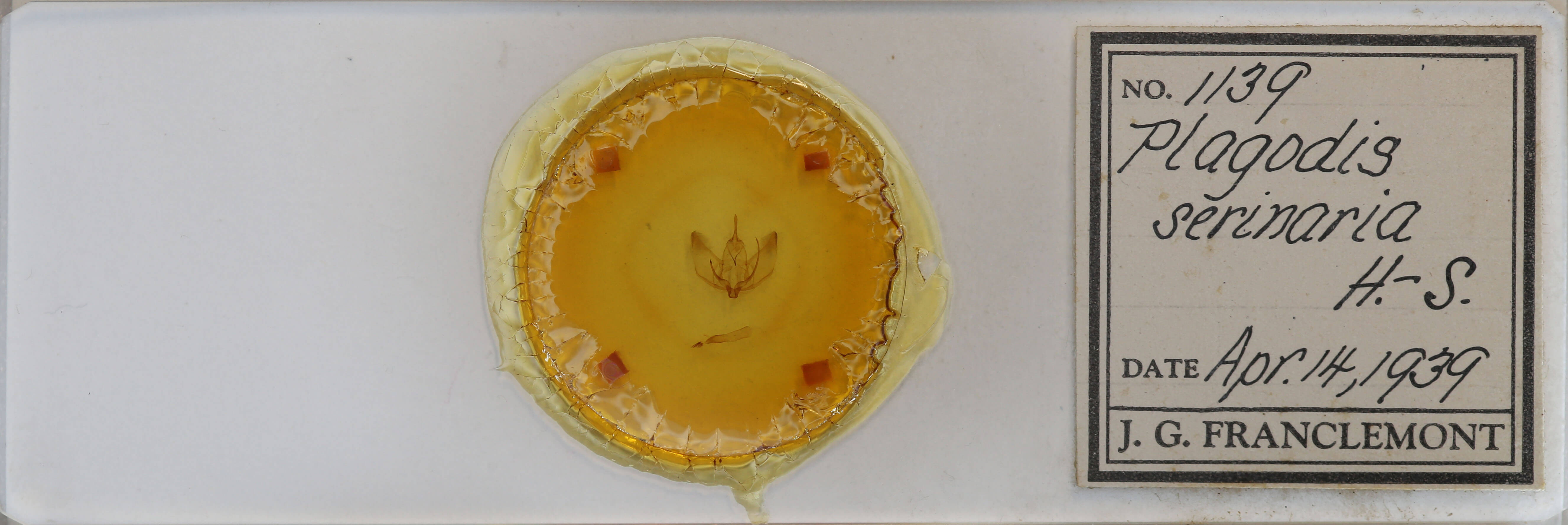 slide view of adult Plagodis serinaria