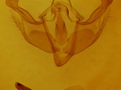 genitalia view of adult Platypolia anceps