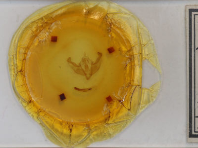 slide view of adult Platypolia anceps