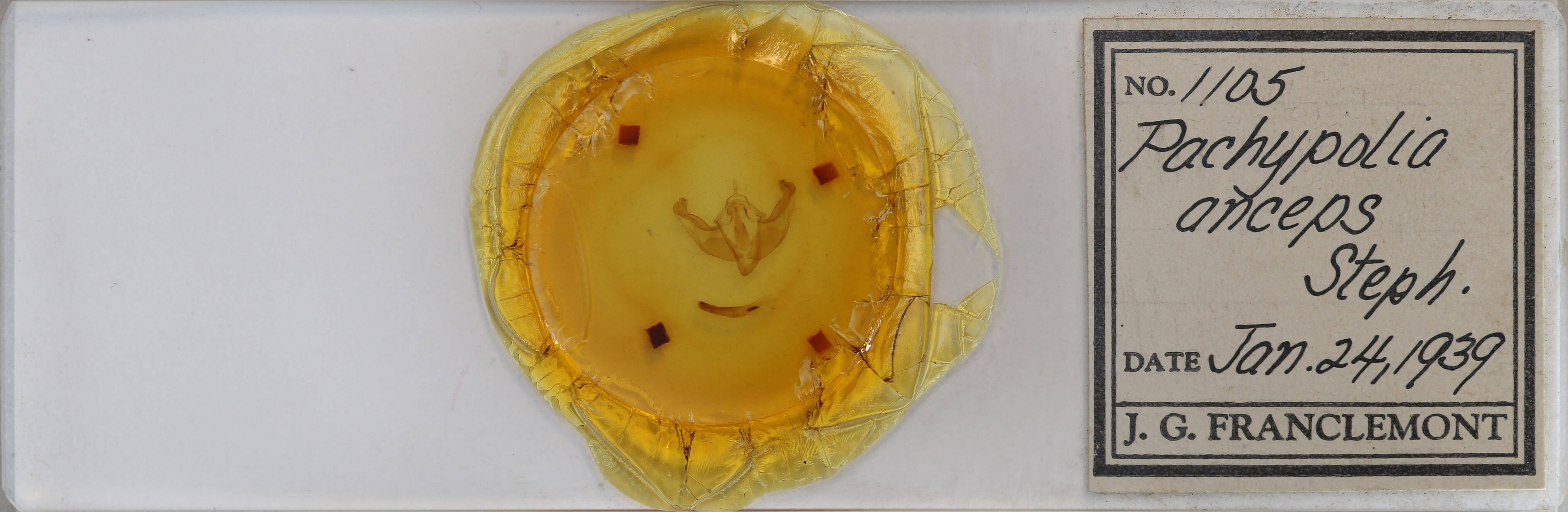 slide view of adult Platypolia anceps