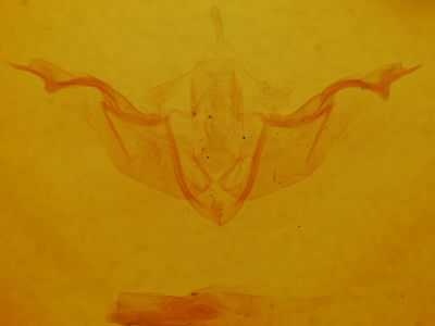 genitalia view of adult Platypolia contadina
