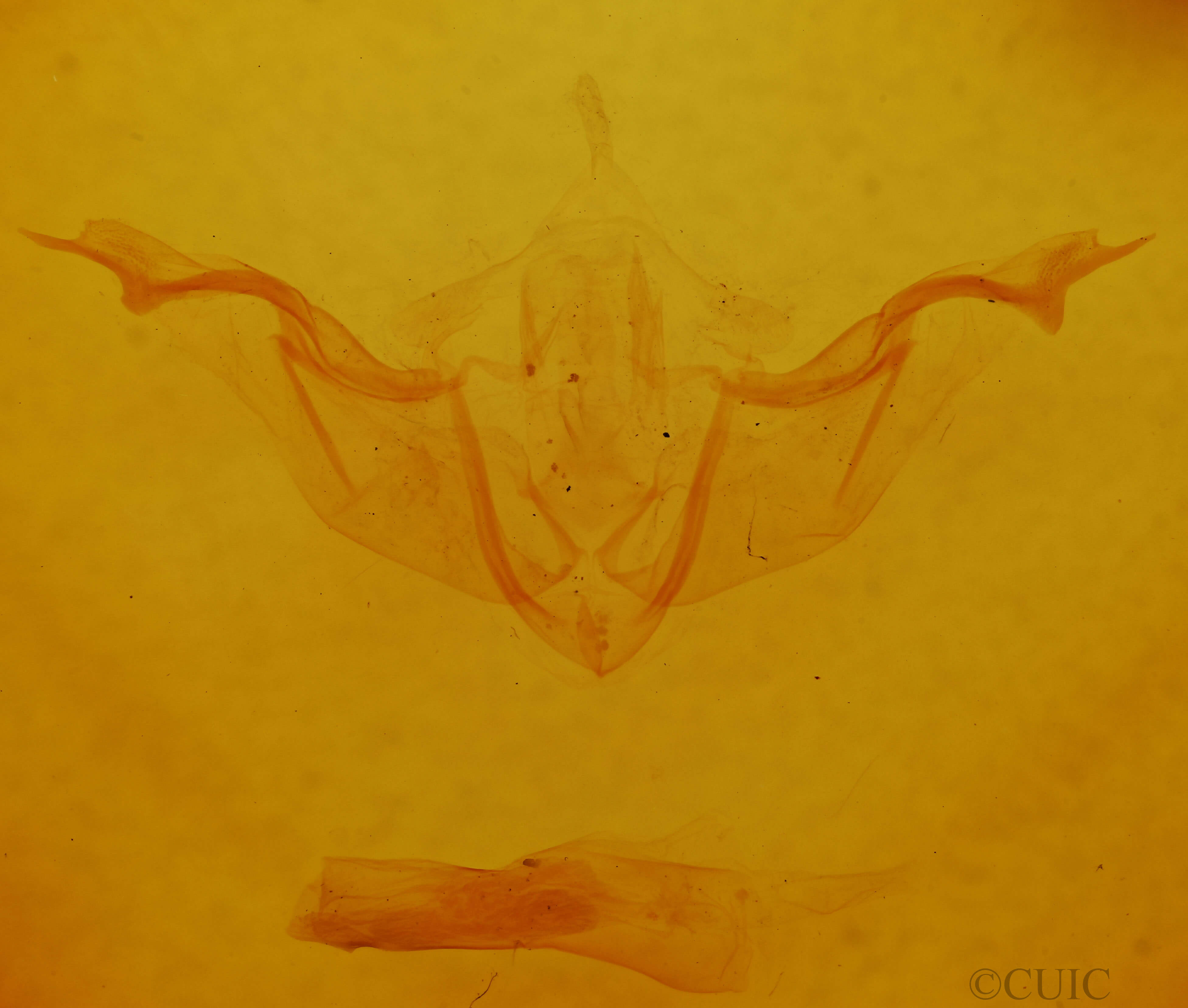 genitalia view of adult Platypolia contadina