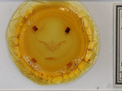 slide view of adult Platypolia contadina