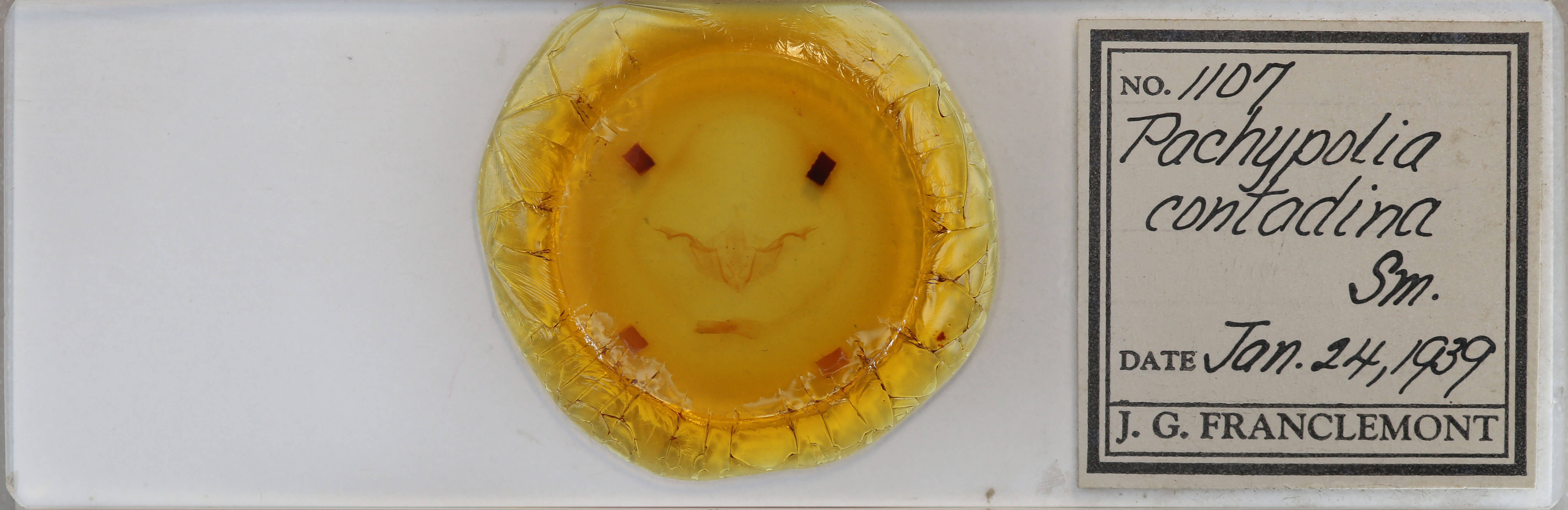 slide view of adult Platypolia contadina