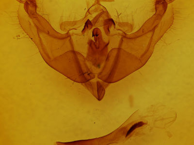 genitalia view of adult Platypolia loda