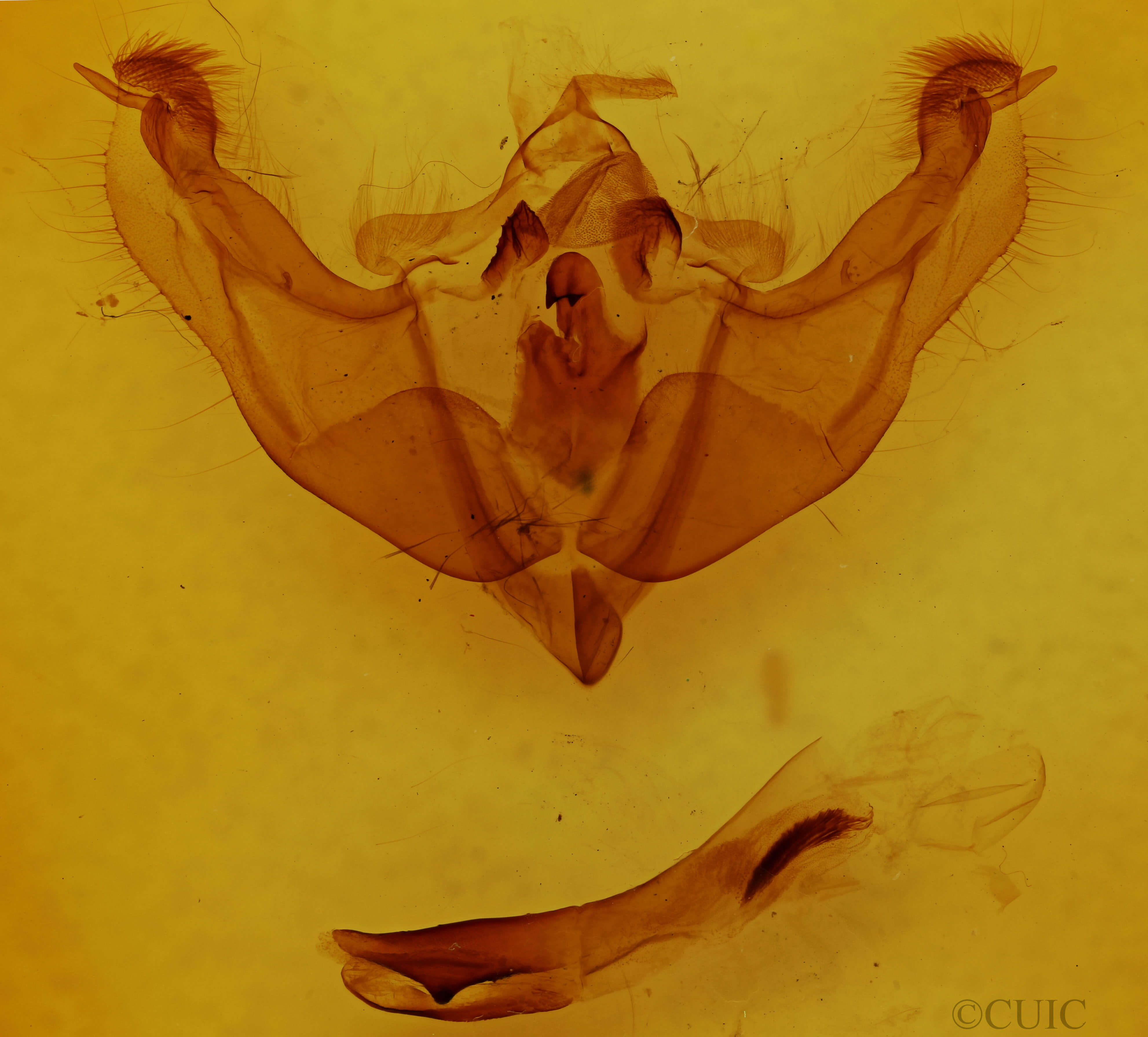 genitalia view of adult Platypolia loda