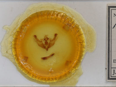 slide view of adult Platypolia loda