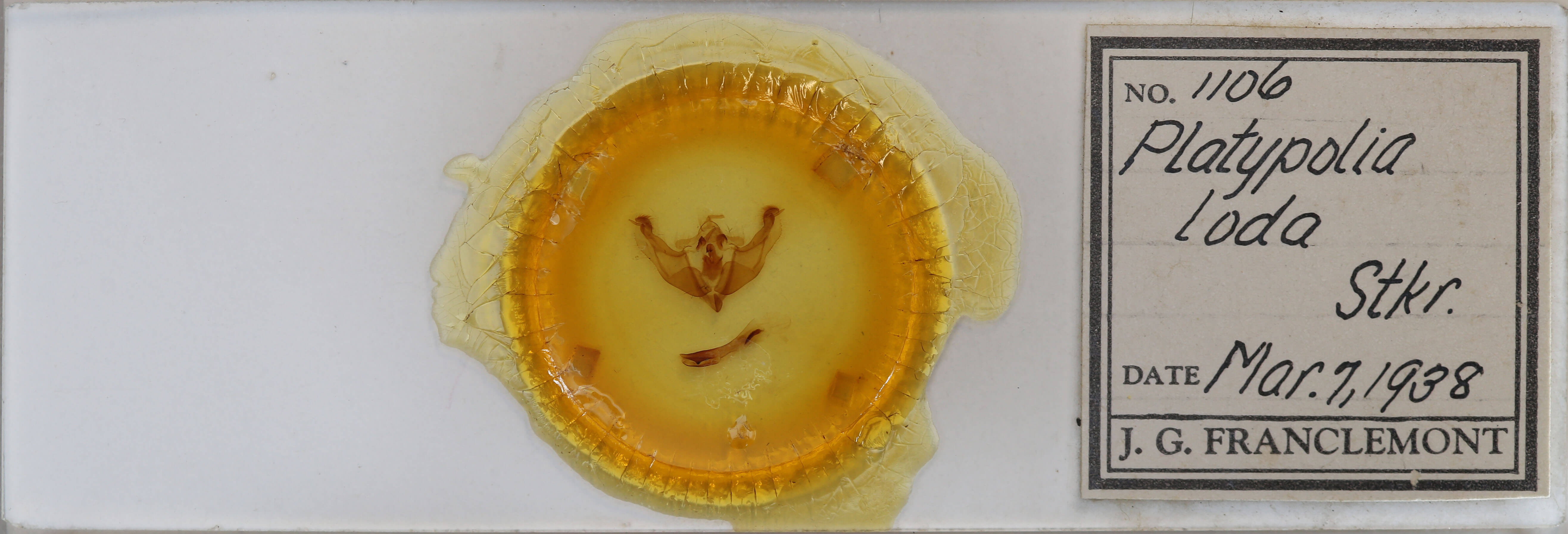 slide view of adult Platypolia loda