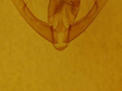 genitalia view of adult Condica andrena