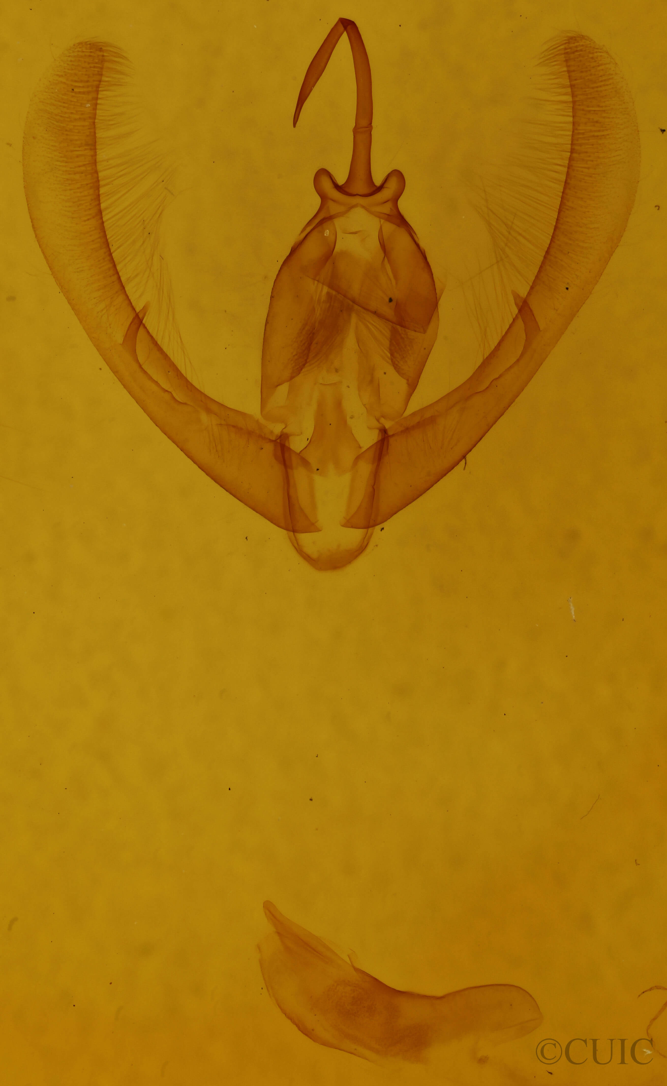 genitalia view of adult Condica andrena