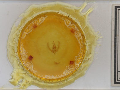 slide view of adult Condica andrena