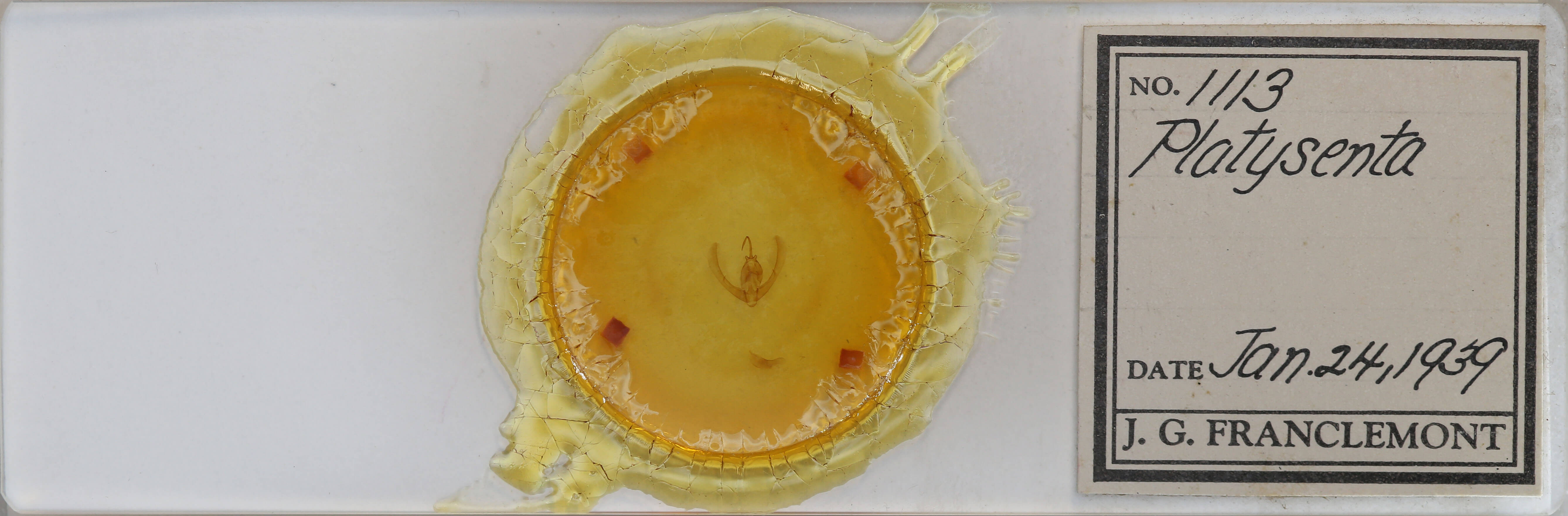 slide view of adult Condica andrena