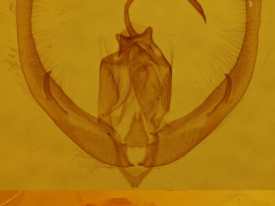 genitalia view of adult Condica videns