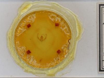 slide view of adult Condica videns