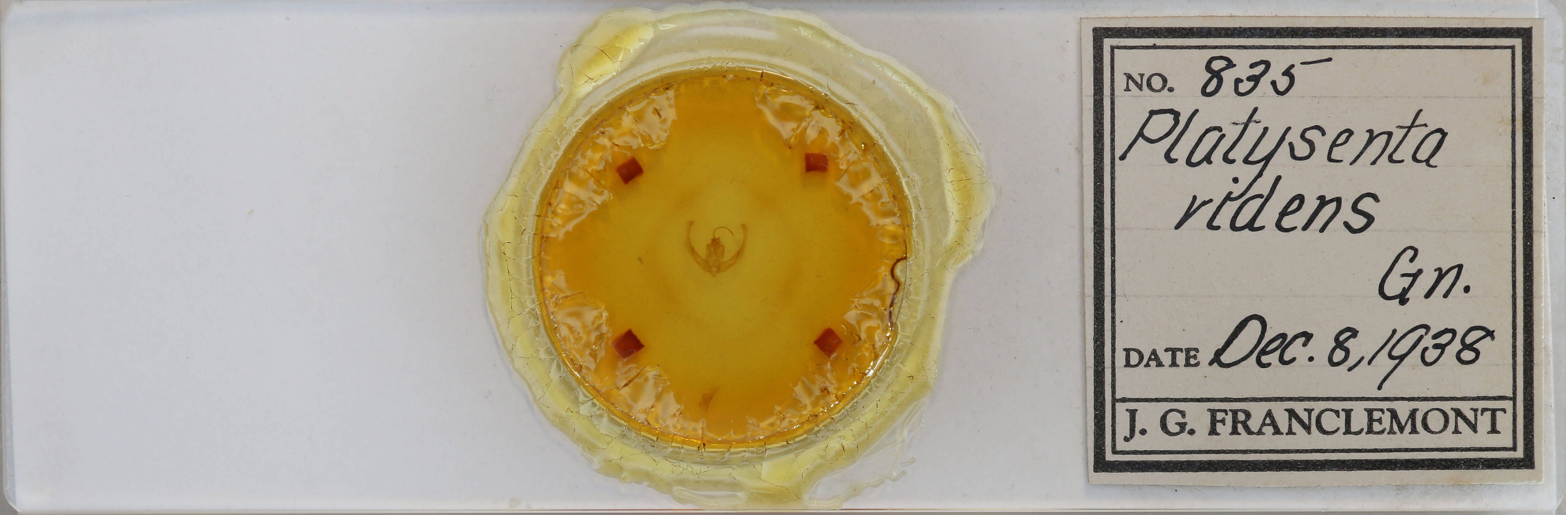 slide view of adult Condica videns