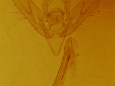 genitalia view of adult Megalographa agualaniata