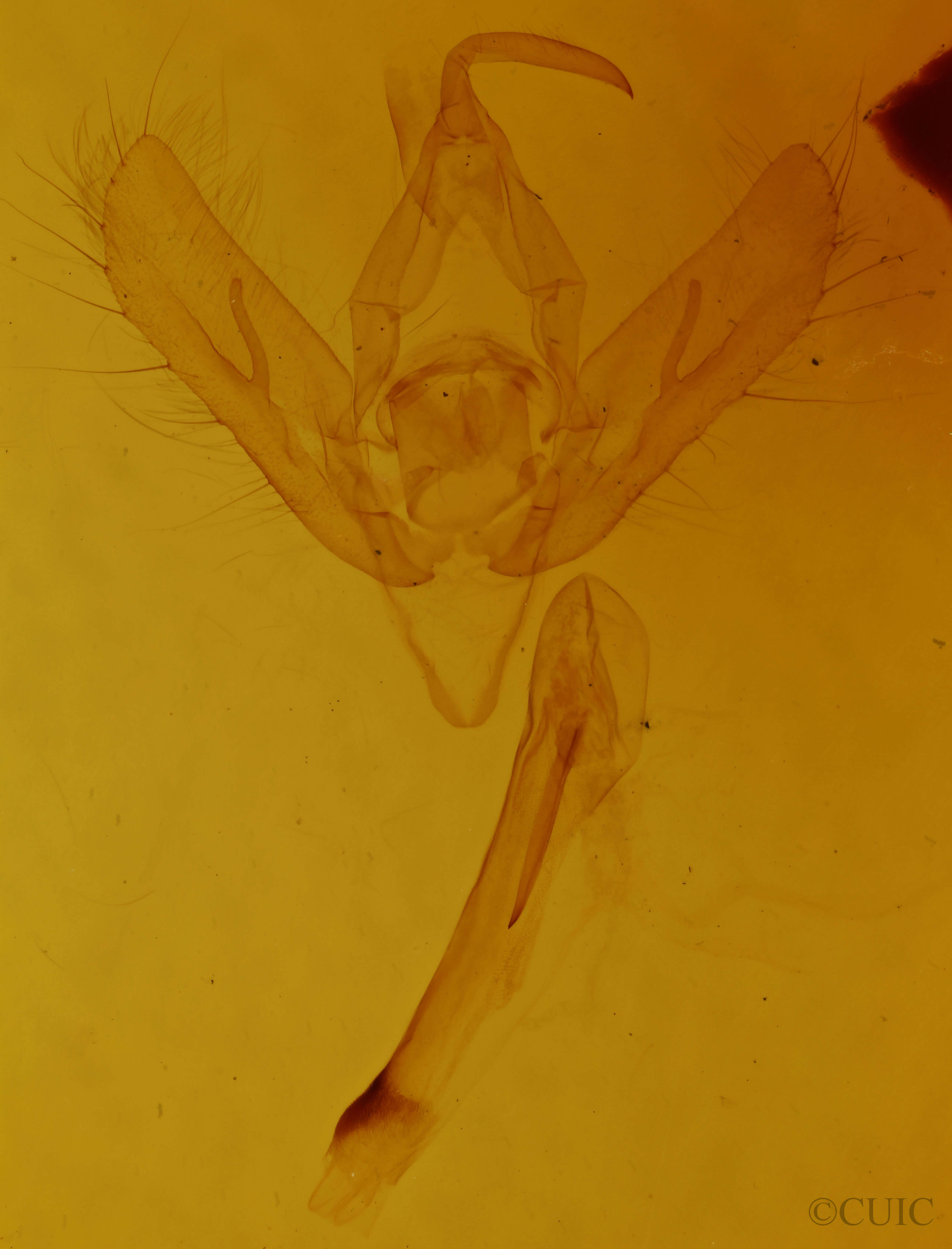 genitalia view of adult Megalographa agualaniata