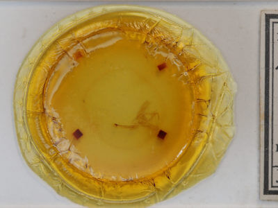 slide view of adult Megalographa agualaniata