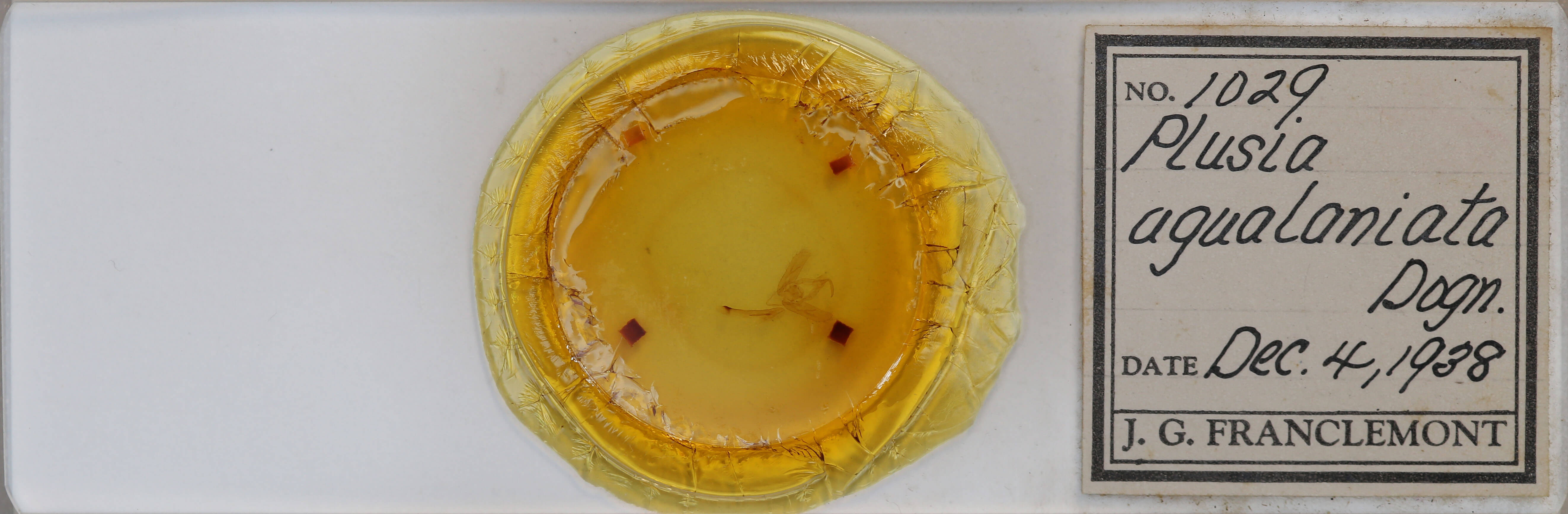 slide view of adult Megalographa agualaniata