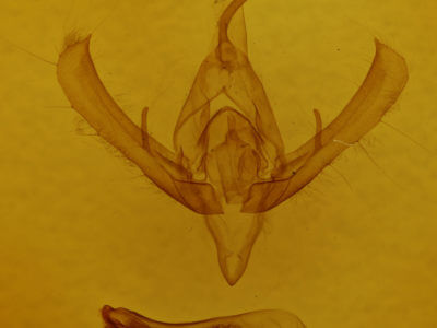 genitalia view of adult Plusia contexta