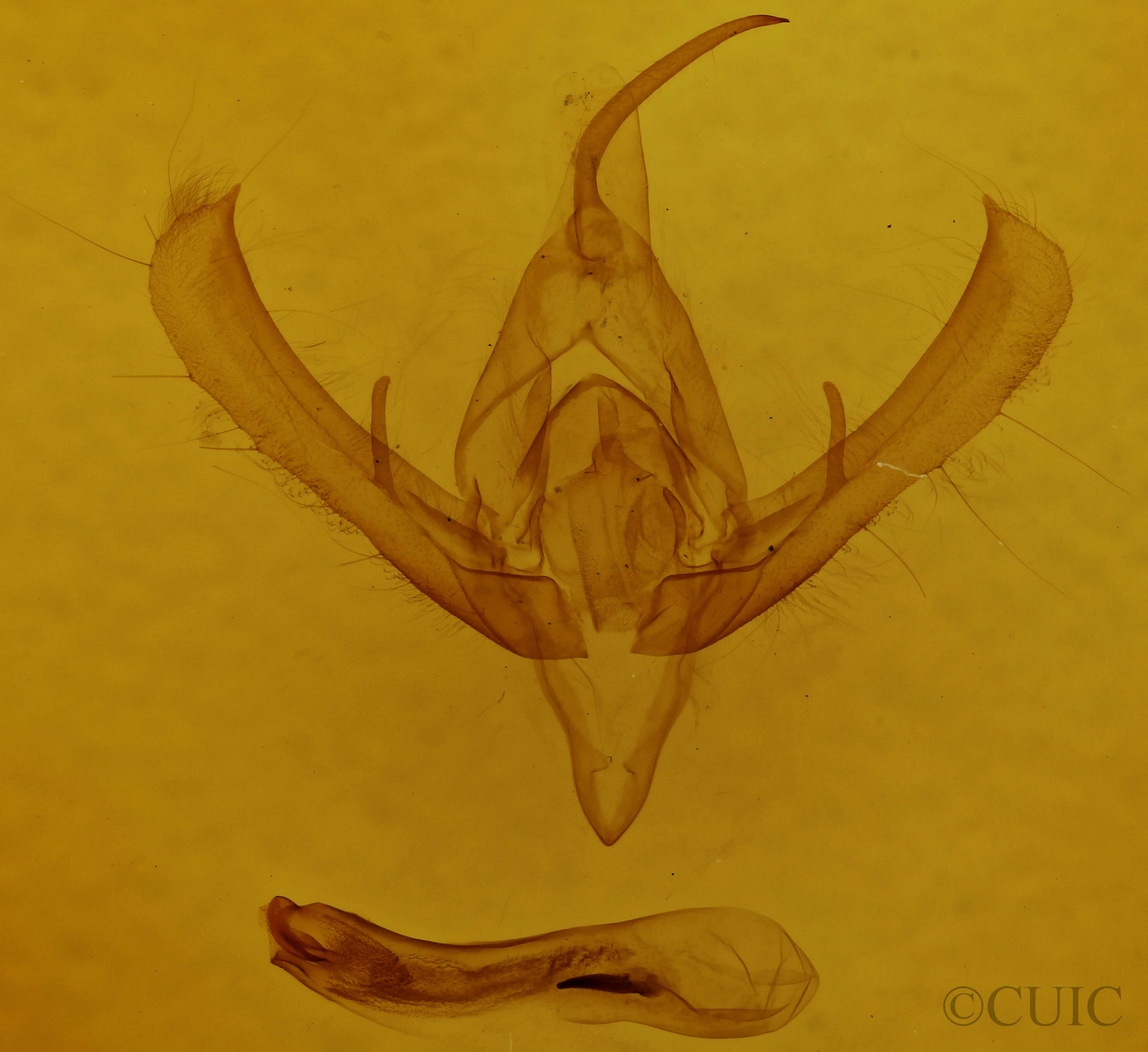 genitalia view of adult Plusia contexta