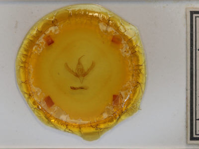 slide view of adult Plusia contexta