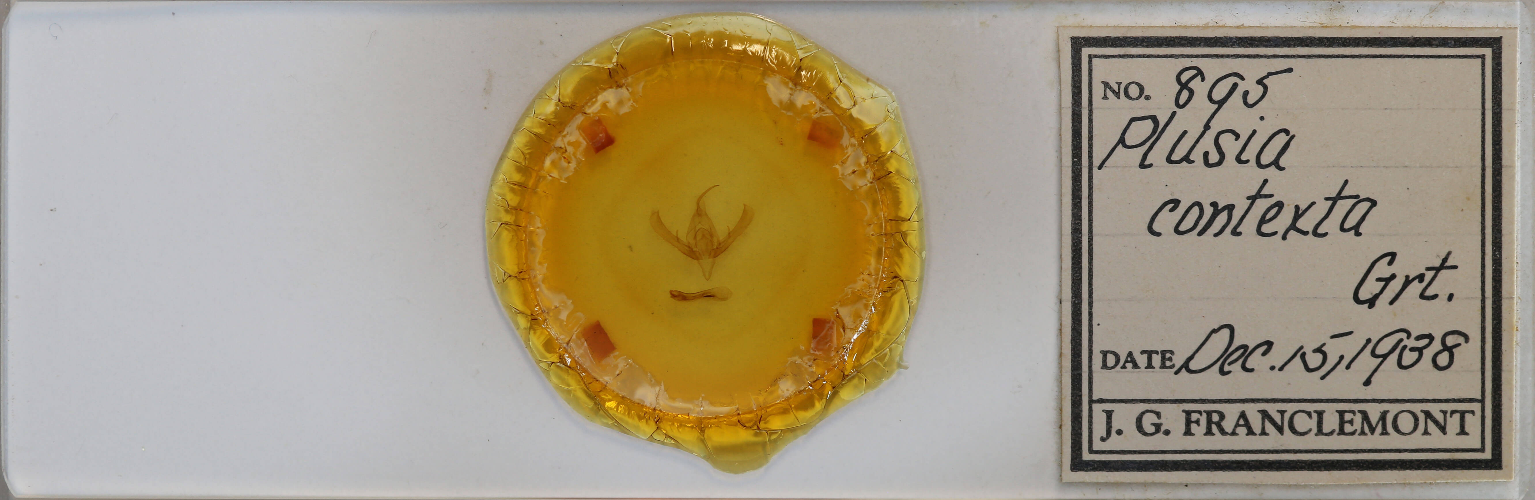 slide view of adult Plusia contexta