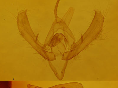 genitalia view of adult Plusia contexta