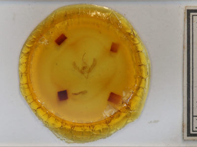 slide view of adult Plusia contexta