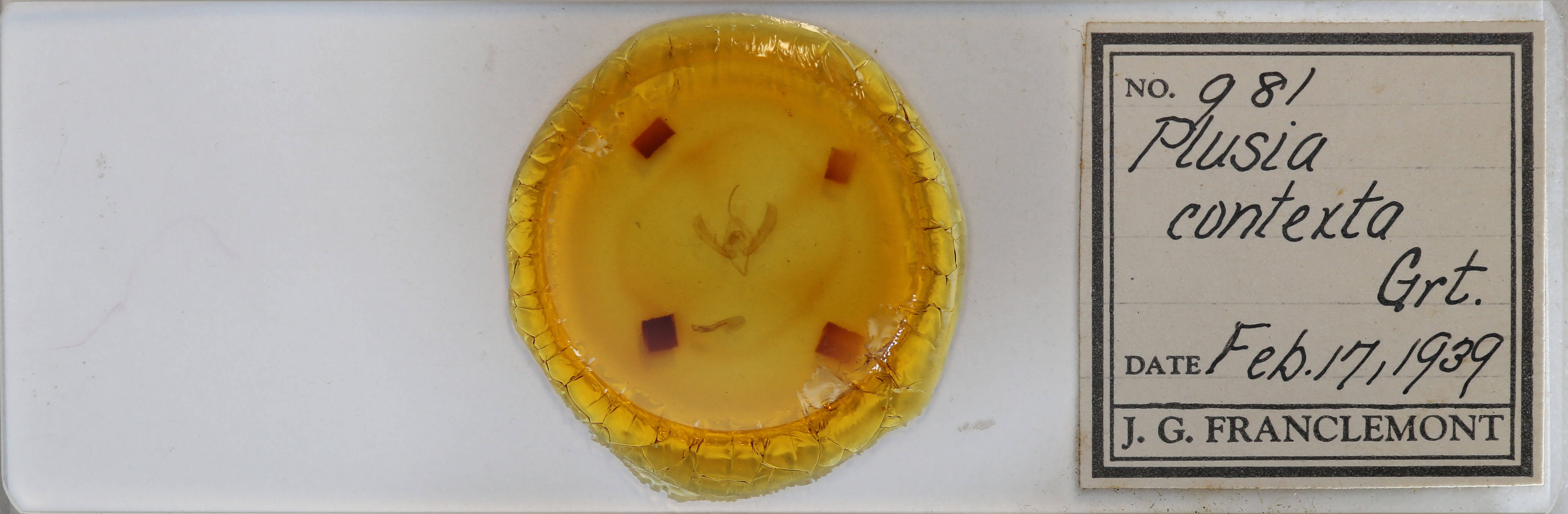 slide view of adult Plusia contexta