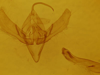 genitalia view of adult Plusia venusta