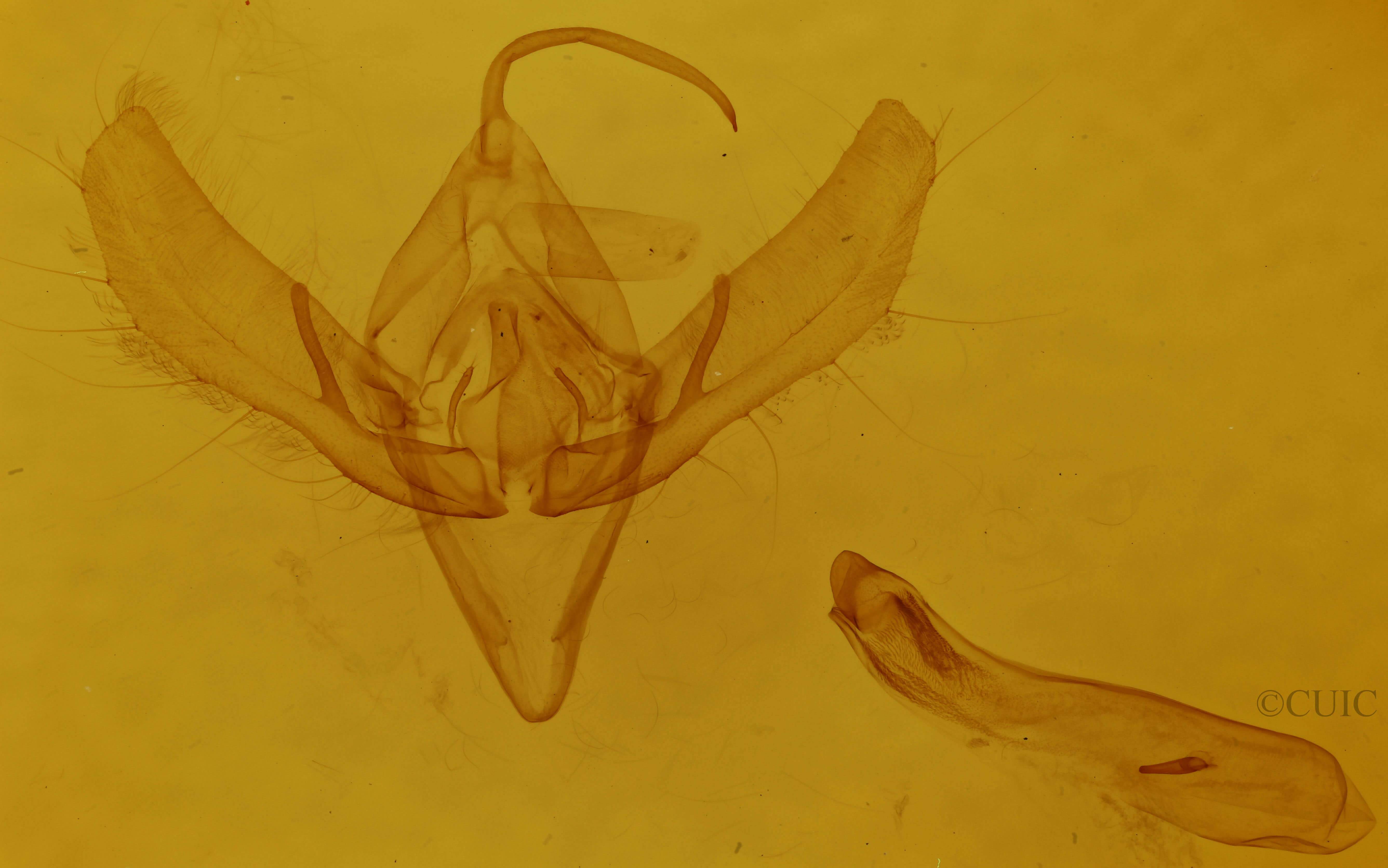 genitalia view of adult Plusia venusta