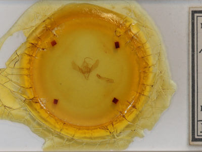 slide view of adult Plusia venusta