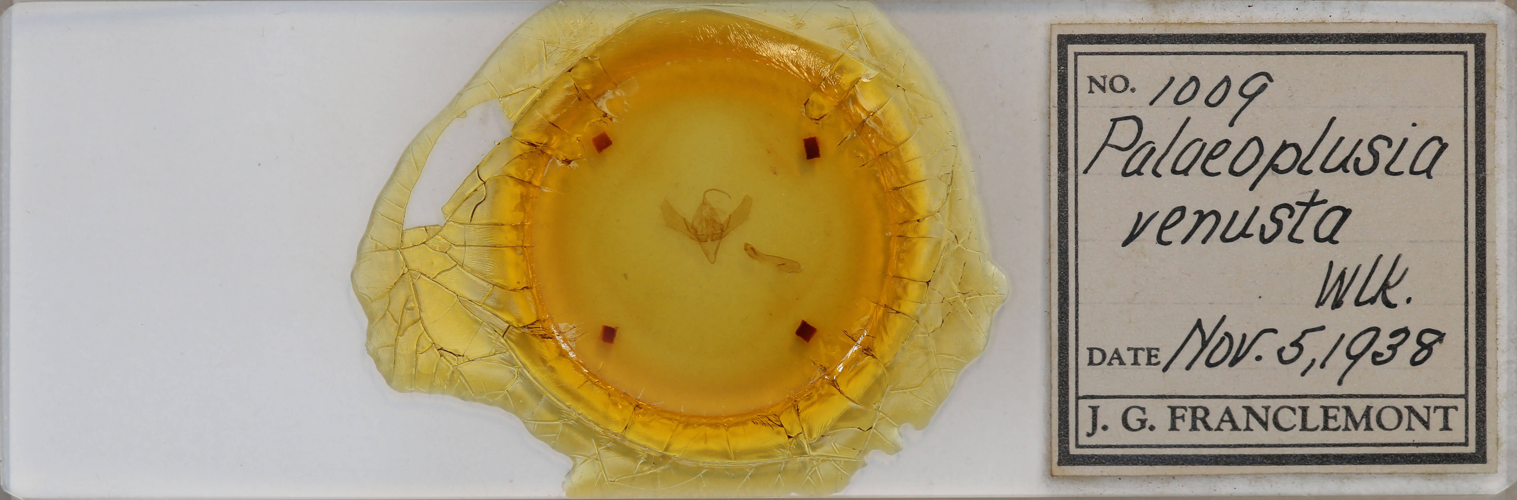 slide view of adult Plusia venusta