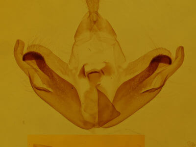 genitalia view of adult Plusiodonta compressipalpis