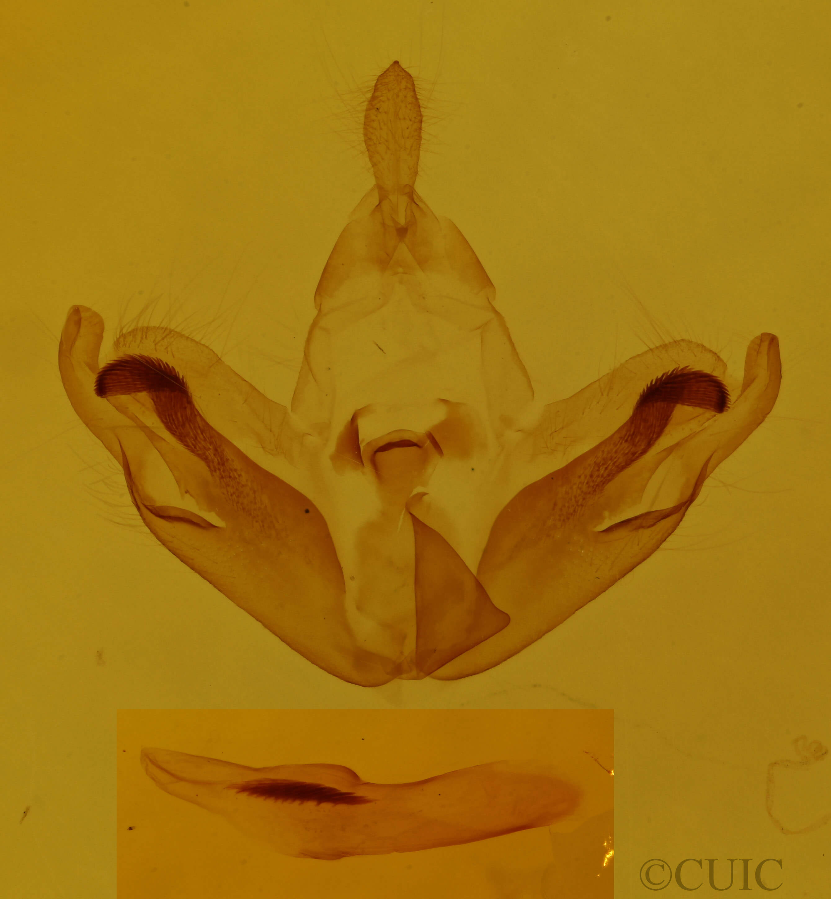 genitalia view of adult Plusiodonta compressipalpis
