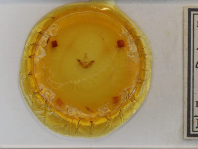 slide view of adult Plusiodonta compressipalpis