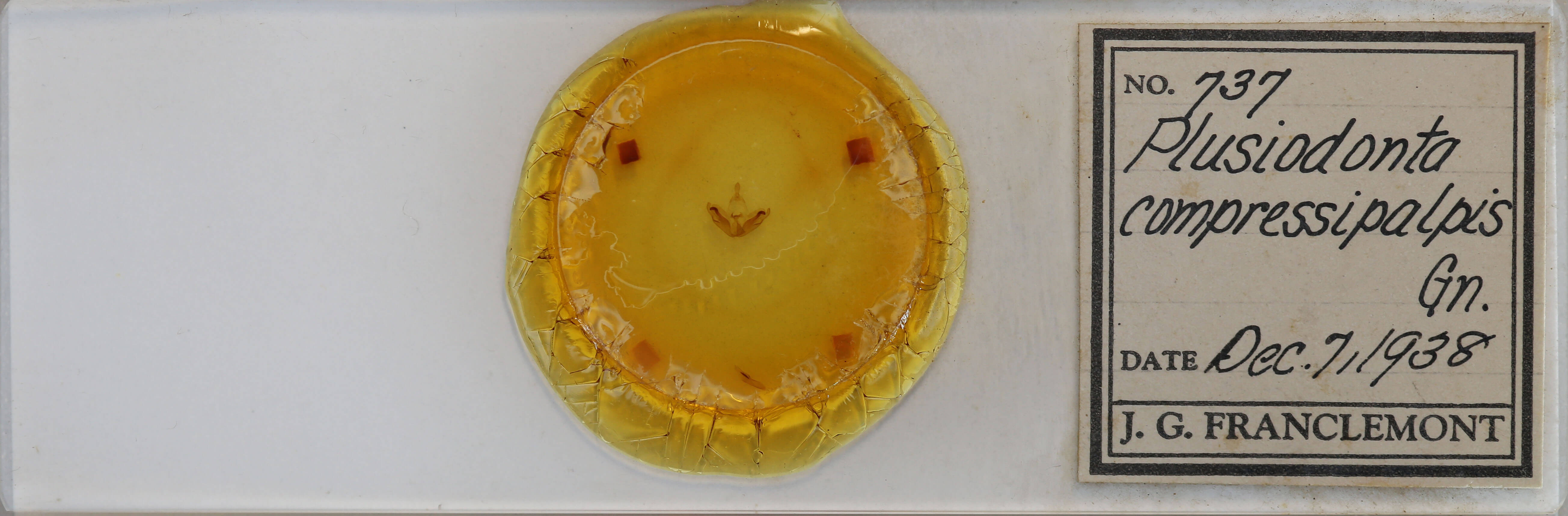 slide view of adult Plusiodonta compressipalpis